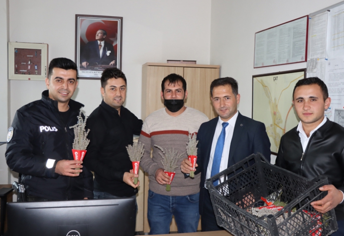 Çat ilçesinde lavanta hasadı