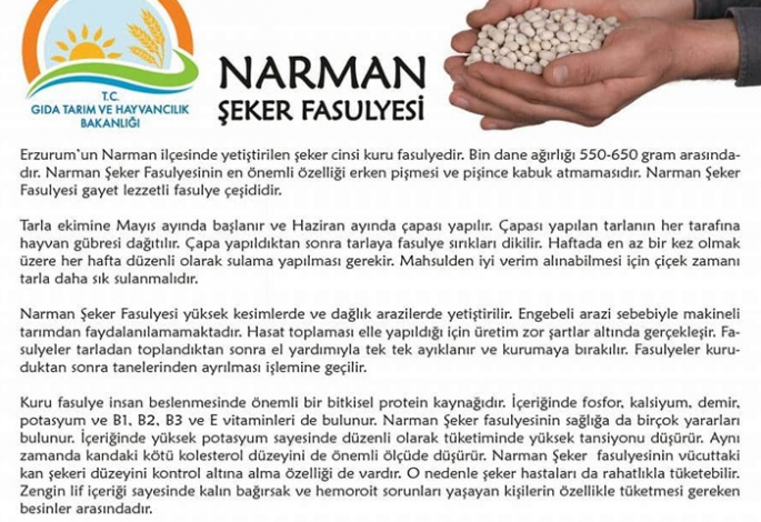 Narman Şeker Fasulyesi tescil edildi