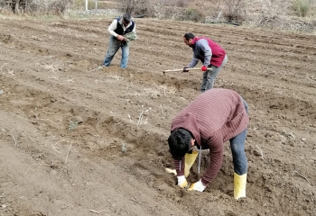 Olur'da Lavanta yetiştirilecek