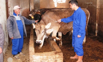 Şap aşılama kampanyası başlıyor