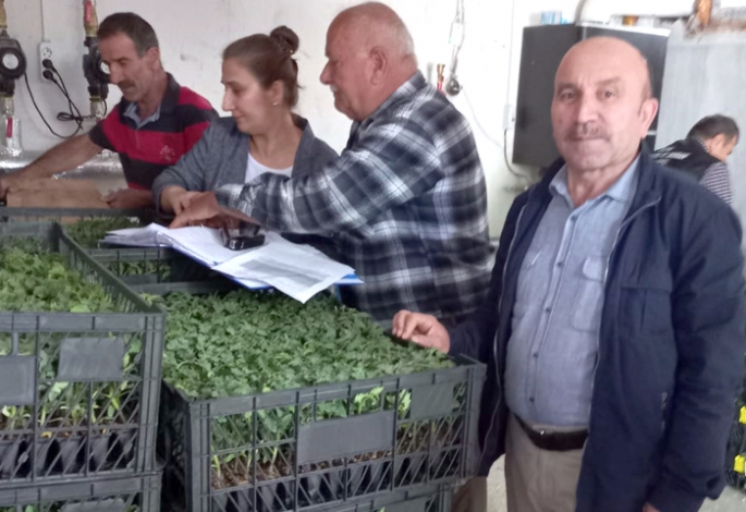 Sebze fideleriyle ekonomiye destek